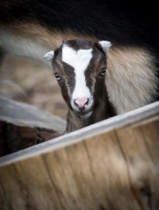 baby goat looking into the camera.