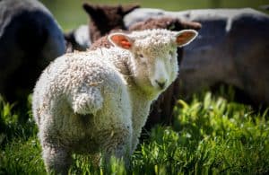 A white sheep looks into the camera with 3 or 4 sheep behind in the background.
